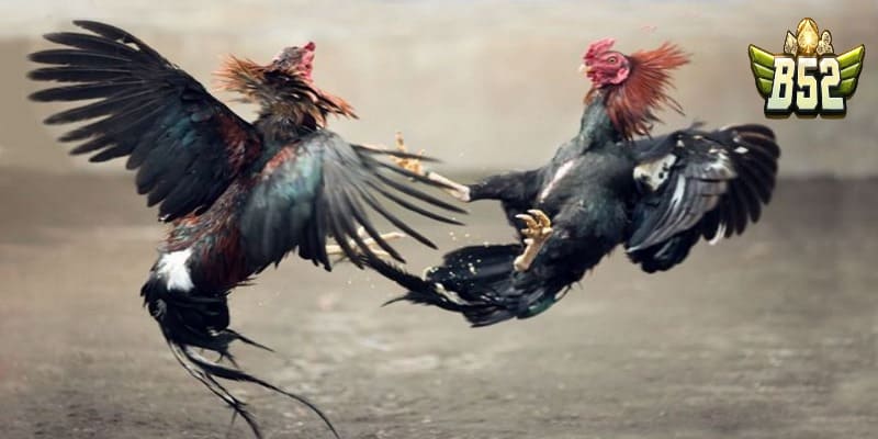 Vì sao chọi gà thu hút nhiều người chơi?